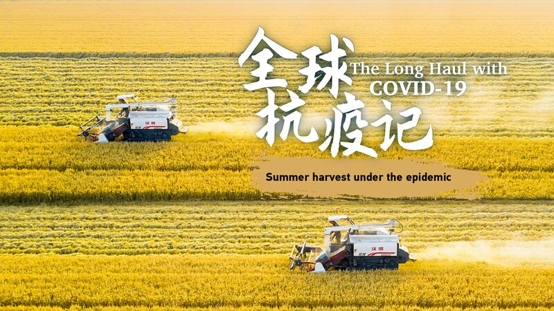 China’s Summer Wheat Harvest Thrives Amid Pandemic Challenges China_s_Summer_Wheat_Harvest_Thrives_Amid_Pandemic_Challenges video poster