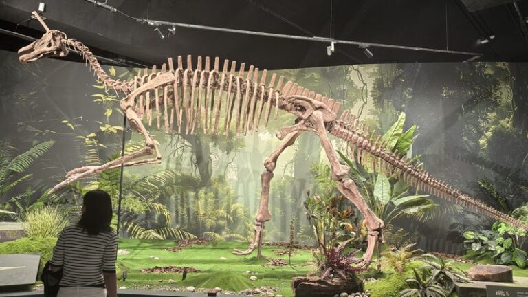 China_s_Top_Dinosaur_Exhibition_Unveils_300__Rare_Fossils