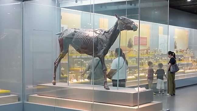 China_s_University_Museums_Open_Doors__Discover_Cultural_and_Natural_Wonders - My Global News: Voices of a New Era China_s_University_Museums_Open_Doors__Discover_Cultural_and_Natural_Wonders