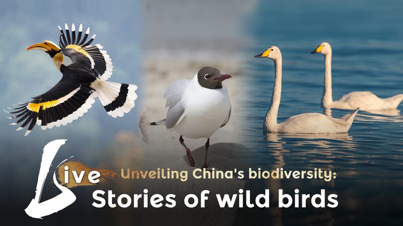 China_s_Wild_Birds__Exploring_Rich_Biodiversity_Across_Provinces video poster