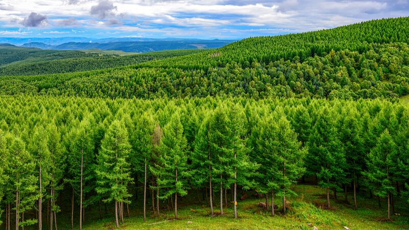 China_to_Green_6_7_Million_Hectares_of_Land_by_2024