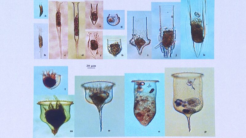 Chinese_Antarctic_Expedition_Unveils_Secrets_of_Ocean_s_Microscopic_Life_poster - My Global News: Voices of a New Era Chinese_Antarctic_Expedition_Unveils_Secrets_of_Ocean_s_Microscopic_Life video poster