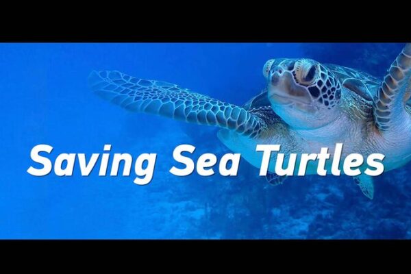 Chinese_Coast_Guard_Releases_Rescued_Green_Sea_Turtles_Back_to_Wild video poster
