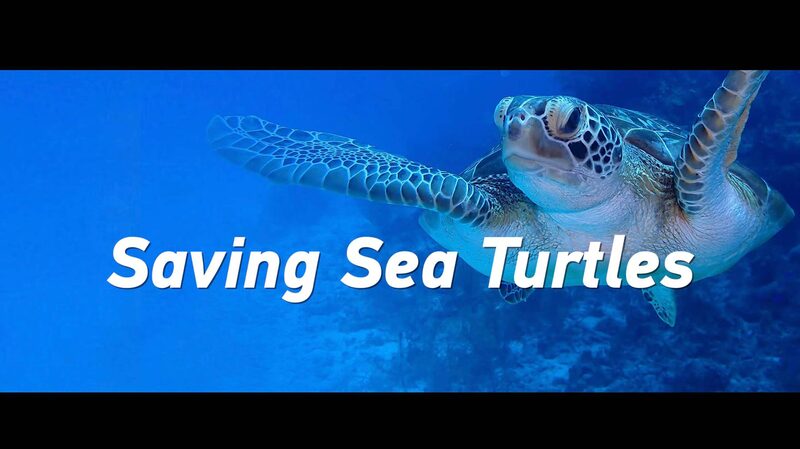 Chinese_Coast_Guard_Releases_Rescued_Green_Sea_Turtles_Back_to_Wild_poster - My Global News: Voices of a New Era Chinese_Coast_Guard_Releases_Rescued_Green_Sea_Turtles_Back_to_Wild video poster