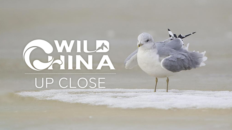 Chinese_Crested_Tern_Soars_Again__Population_Surges_in_East_China_poster - My Global News: Voices of a New Era Chinese_Crested_Tern_Soars_Again__Population_Surges_in_East_China video poster