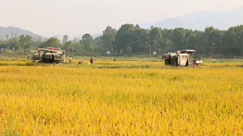 Chinese_Mainland_Achieves_Record_Grain_Output_in_2024