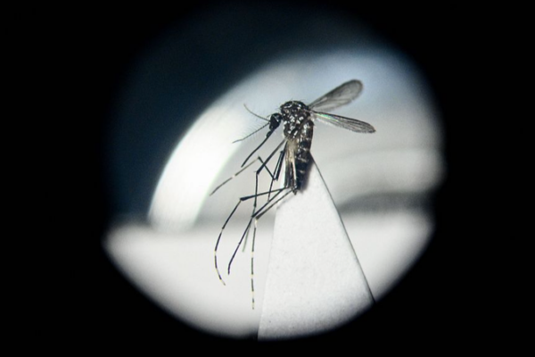 Chinese Scientists Harness Gut Bacteria to Combat Dengue and Zika Chinese_Scientists_Harness_Gut_Bacteria_to_Combat_Dengue_and_Zika