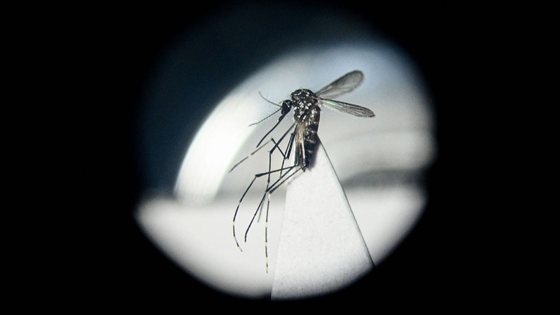 Chinese_Scientists_Harness_Gut_Bacteria_to_Combat_Dengue_and_Zika