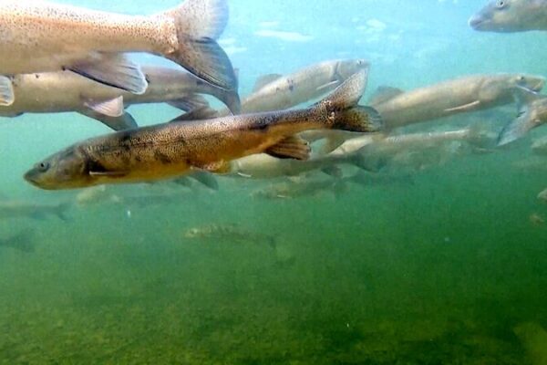 Chinese Scientists Protect Rare Carp to Revitalize Yangtze River Ecosystem Chinese_Scientists_Protect_Rare_Carp_to_Revitalize_Yangtze_River_Ecosystem video poster