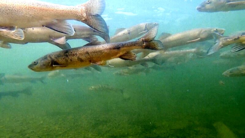 Chinese_Scientists_Protect_Rare_Carp_to_Revitalize_Yangtze_River_Ecosystem_poster - My Global News: Voices of a New Era Chinese_Scientists_Protect_Rare_Carp_to_Revitalize_Yangtze_River_Ecosystem video poster