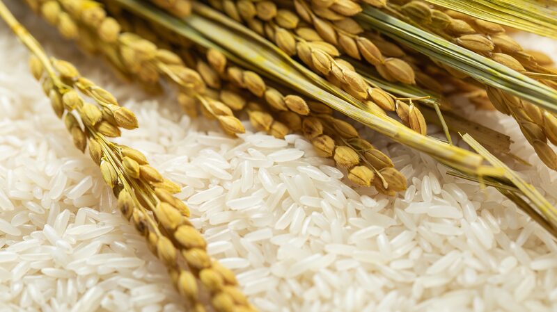 Chinese_Scientists_Uncover_100_000_Year_Journey_of_Rice_Evolution