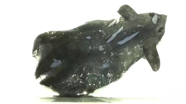 Chinese_Scientists_Unveil_New_Vampire_Squid_Species_in_South_China_Sea