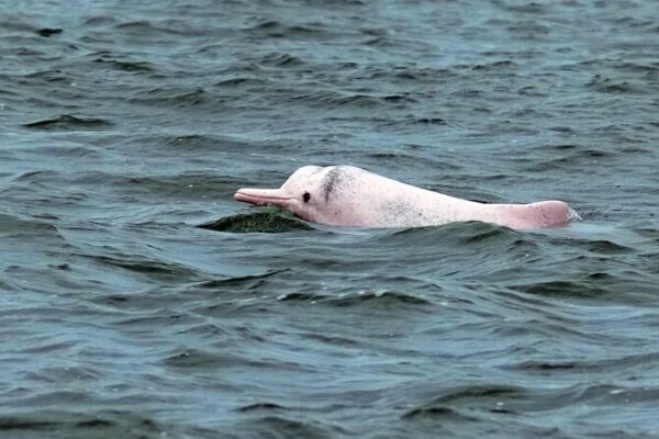 Chinese_White_Dolphins__The__Giant_Panda_of_the_Sea__in_Leizhou_Bay
