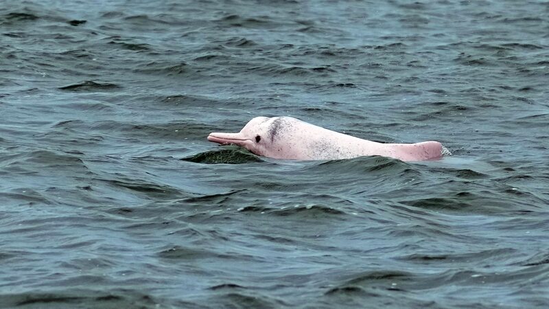 Chinese_White_Dolphins__The__Giant_Panda_of_the_Sea__in_Leizhou_Bay - My Global News: Voices of a New Era Chinese_White_Dolphins__The__Giant_Panda_of_the_Sea__in_Leizhou_Bay