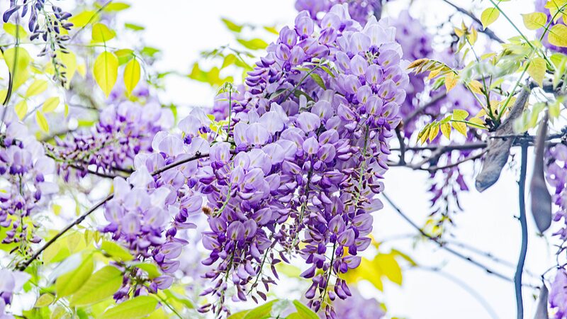 Chinese_Wisteria_Blooms_Create_Stunning_Spring_Views_in_Ganzhou_Park