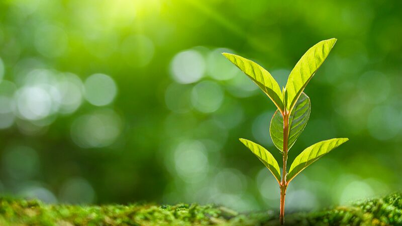 Chinese_mainland_Researchers_Unravel_Plants___Cry_for_Help__in_Fighting_Disease