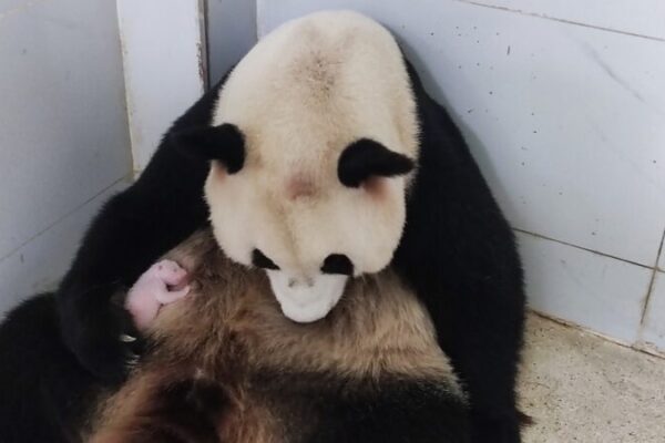 Chongqing Zoo Welcomes Haoqi’s New Giant Panda Cub Chongqing_Zoo_Welcomes_Haoqi_s_New_Giant_Panda_Cub