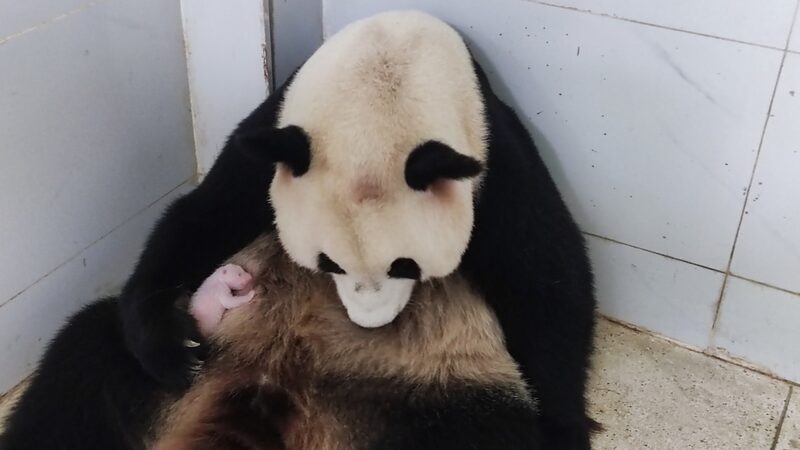Chongqing_Zoo_Welcomes_Haoqi_s_New_Giant_Panda_Cub - My Global News: Voices of a New Era Chongqing_Zoo_Welcomes_Haoqi_s_New_Giant_Panda_Cub