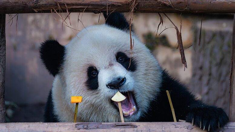 Chongqing_s_Adorable_Panda_Twins_Delight_Zoo_Visitors - My Global News: Voices of a New Era Chongqing_s_Adorable_Panda_Twins_Delight_Zoo_Visitors