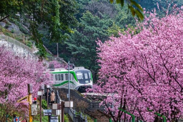 Chongqing’s Flower-Filled Train Journey Attracts Tourists Chongqing_s_Flower_Filled_Train_Journey_Attracts_Tourists