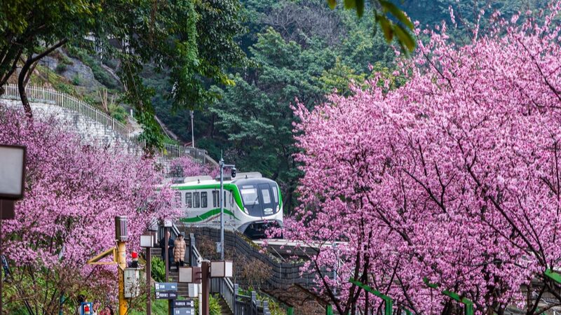 Chongqing_s_Flower_Filled_Train_Journey_Attracts_Tourists
