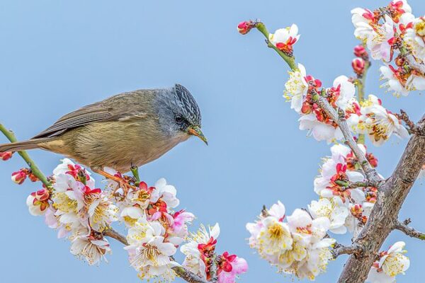 Chongqingâs Spring Symphony: Plum Blossoms and Birds in Perfect Harmony Chongqing_s_Spring_Symphony__Plum_Blossoms_and_Birds_in_Perfect_Harmony