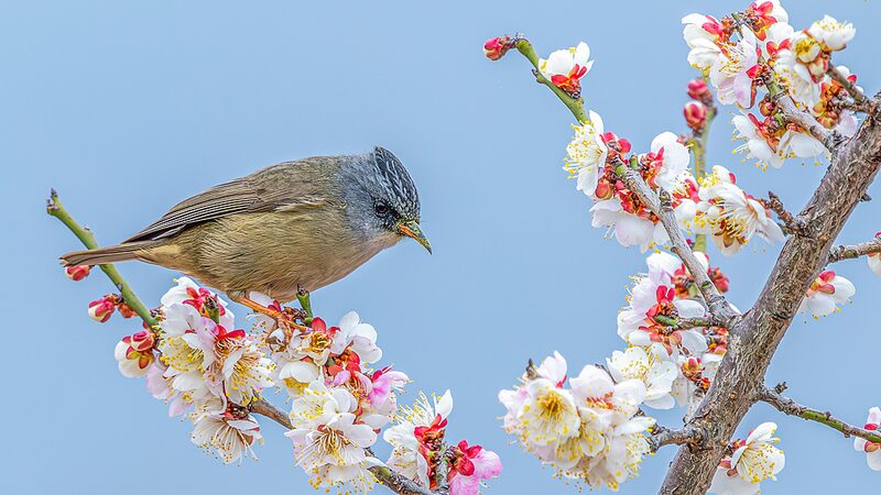 Chongqing_s_Spring_Symphony__Plum_Blossoms_and_Birds_in_Perfect_Harmony - My Global News: Voices of a New Era Chongqing_s_Spring_Symphony__Plum_Blossoms_and_Birds_in_Perfect_Harmony