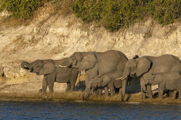 Climate Change Alters Elephants’ Migration in Botswana Climate_Change_Alters_Elephants__Migration_in_Botswana