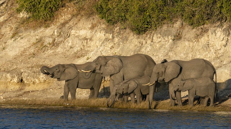 Climate_Change_Alters_Elephants__Migration_in_Botswana