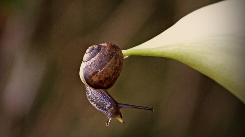 Climate_Change_Pushes_New_Zealand_s_Unique_Snails_to_the_Brink_of_Extinction