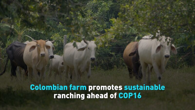 Colombian Family Champions Sustainable Ranching Ahead of COP16 Colombian_Family_Champions_Sustainable_Ranching_Ahead_of_COP16 video poster