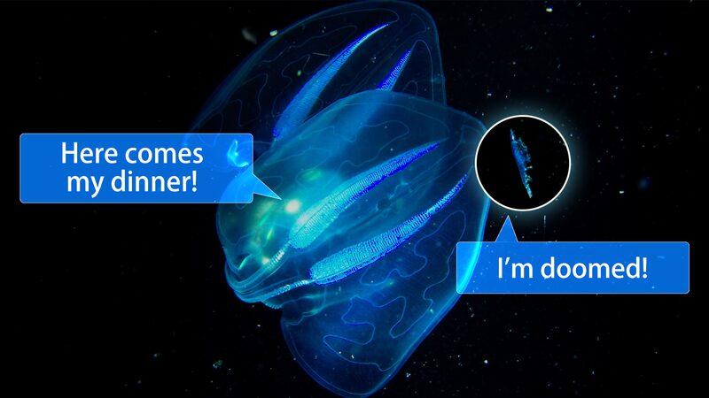Comb Jelly’s Shiny Trap: Nature’s Luminous Hunter Comb_Jelly_s_Shiny_Trap__Nature_s_Luminous_Hunter