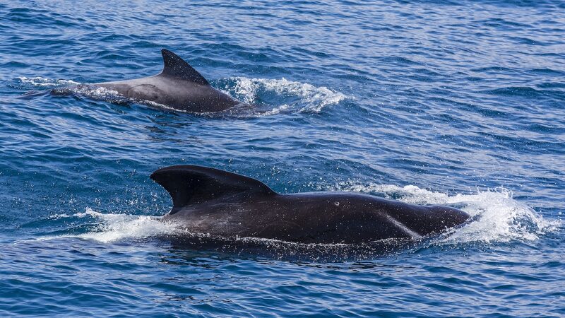 Community_Effort_Saves_30_Stranded_Pilot_Whales_in_New_Zealand