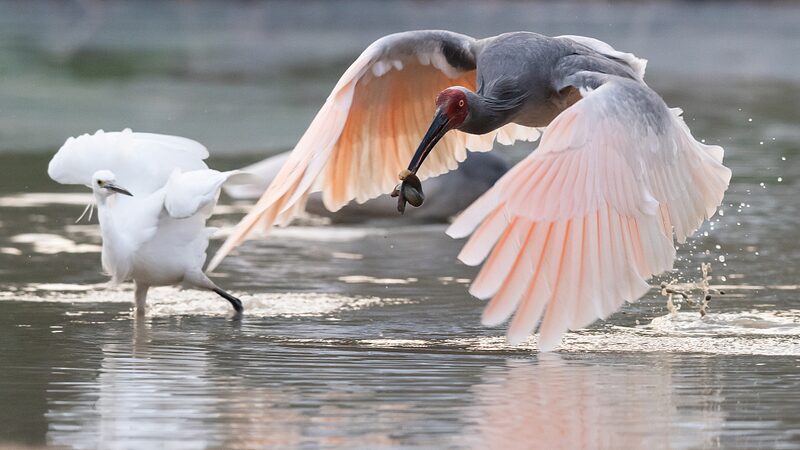 Crested Ibis Conservation Triumph in Shaanxi Province Crested_Ibis_Conservation_Triumph_in_Shaanxi_Province video poster