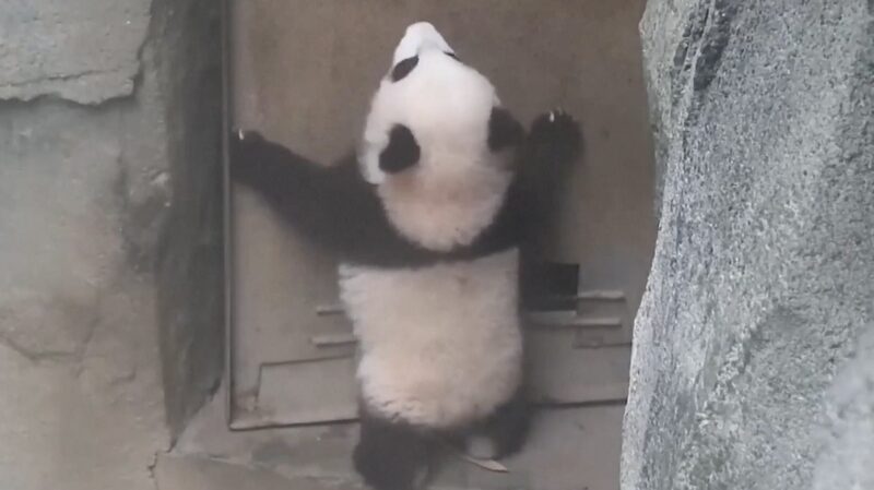 Curious Panda Cub Explores Enclosure at Chengdu Research Base Curious_Panda_Cub_Explores_Enclosure_at_Chengdu_Research_Base video poster