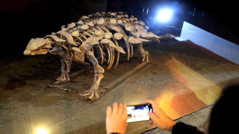 _Datai_yingliangis___New_Armored_Dinosaur_Discovered_in_East_China