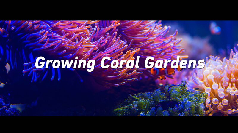 Decade_Long_Efforts__Chinese_Scientists_Restore_Coral_Gardens_in_South_China_Sea video poster