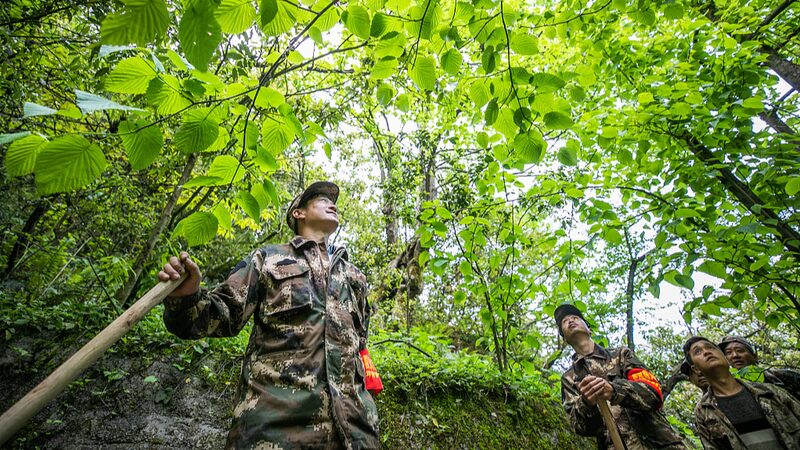 Dedicated_Forest_Rangers_Nurture_Rare_Chinese_Dove_Trees_for_Nearly_40_Years - My Global News: Voices of a New Era Dedicated_Forest_Rangers_Nurture_Rare_Chinese_Dove_Trees_for_Nearly_40_Years