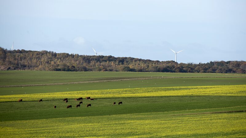 Denmark_Launches_World_s_First_Livestock_Carbon_Tax_for_Climate_Goals