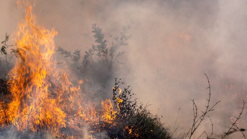 Devastating Wildfires Sweep Brazil’s Southeast Sugarcane Fields Devastating_Wildfires_Sweep_Brazil_s_Southeast_Sugarcane_Fields