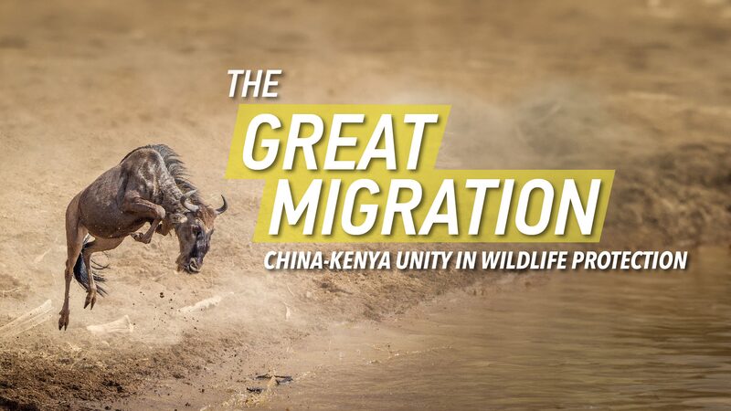 Discover Africa Beyond the Great Migration: A Land of Life and History Discover_Africa_Beyond_the_Great_Migration__A_Land_of_Life_and_History video poster