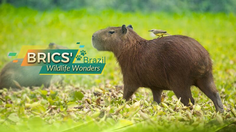 Discover Brazil’s Exotic Wildlife: From Capybaras to Golden Lion Tamarins Discover_Brazil_s_Exotic_Wildlife__From_Capybaras_to_Golden_Lion_Tamarins