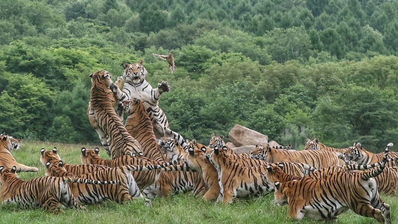 Discover China’s Northeast Tiger and Leopard National Park: A Wildlife Wonderland Discover_China_s_Northeast_Tiger_and_Leopard_National_Park__A_Wildlife_Wonderland