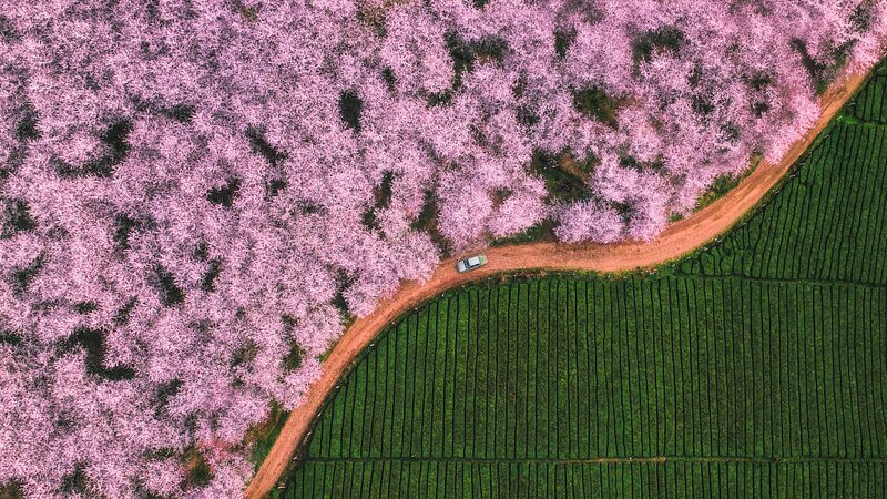 Discover China’s Spring Splendor: Blossoms, Tulips & More Discover_China_s_Spring_Splendor__Blossoms__Tulips___More video poster