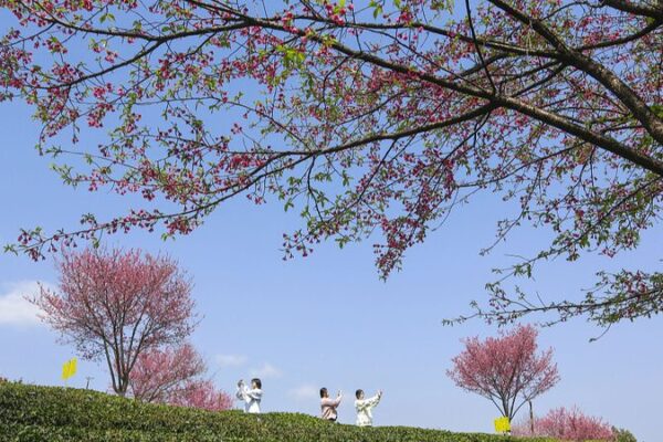 Discover China’s Spring: Blooming Landscapes and Vibrant Destinations Discover_China_s_Spring__Blooming_Landscapes_and_Vibrant_Destinations video poster