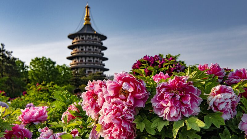 Discover China’s Top 6 Spring Blossom Destinations Discover_China_s_Top_6_Spring_Blossom_Destinations