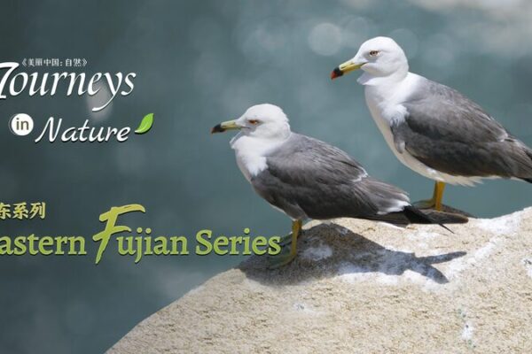 Discover_Hongshuang_Island__Eastern_Fujian_s_Vibrant_Bird_Paradise