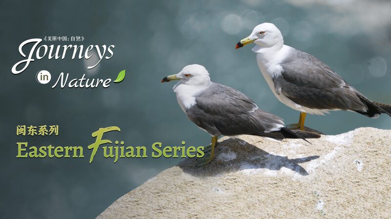 Discover_Hongshuang_Island__Eastern_Fujian_s_Vibrant_Bird_Paradise - My Global News: Voices of a New Era Discover_Hongshuang_Island__Eastern_Fujian_s_Vibrant_Bird_Paradise