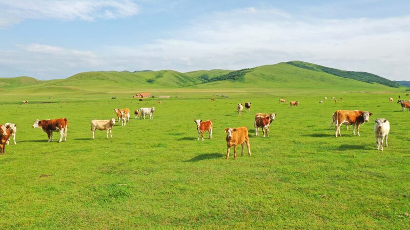 Discover_Horqin_Grassland__Inner_Mongolia_s_Summer_Oasis