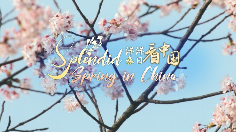 Discover Mount Fanjing: China’s Enchanting Brahma’s Pure Land in Spring Discover_Mount_Fanjing__China_s_Enchanting_Brahma_s_Pure_Land_in_Spring video poster